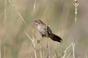Difficult: Spinifexbird - Restricted to spinifex, Triodia