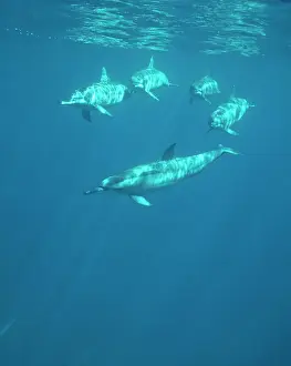 Longirostris: Spinner Dolphin
