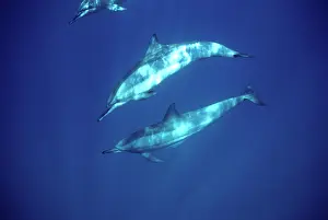 Longirostris: Spinner dolphin