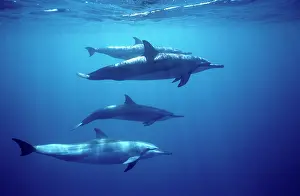 Longirostris: Spinner dolphin