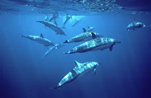Longirostris: Spinner dolphin