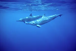 Longirostris: Spinner dolphin