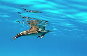 Longirostris: Spinner Dolphin