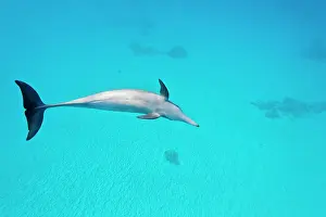 Longirostris: Spinner dolphin (Stenella longirostris), Sataya