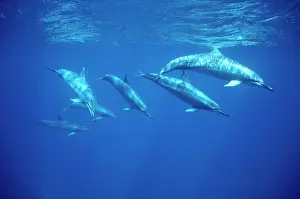 Longirostris: SPINNER DOLPHINS