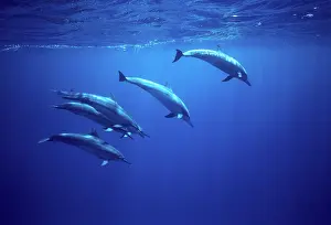 Longirostris: Spinner dolphins