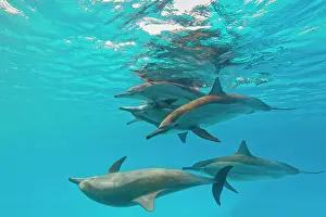 Longirostris: Spinner dolphins (Stenella longirostris) mating