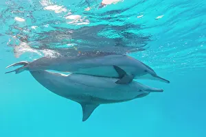 Longirostris: Spinner dolphins (Stenella longirostris) mating