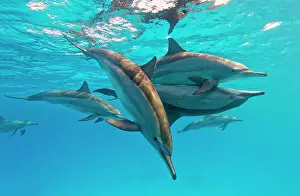 Longirostris: Spinner dolphins (Stenella longirostris) mating
