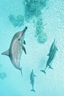 Longirostris: Spinner dolphins (Stenella longirostris), Sataya