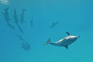 Longirostris: Spinner dolphins (Stenella longirostris), Sataya