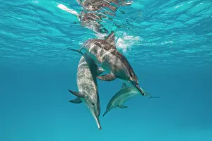 Longirostris: Spinner dolphins (Stenella longirostris), Sataya
