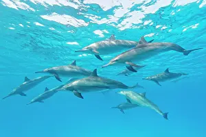 Longirostris: Spinner dolphins (Stenella longirostris), Sataya