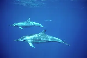 Longirostris: Spinner Dolphins - two underwater