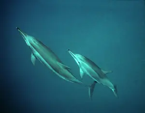 Longirostris: Spinner Dolphins - underwater