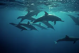 Longirostris: Spinner Dolphins - underwater