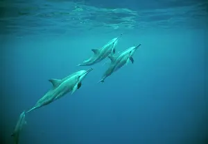 Longirostris: Spinner Dolphins - underwater