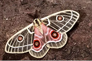 Hans D Dossenbach: Spinner Emperor MOTH
