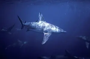 Spinner: Spinner Shark