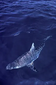 Spinner: Spinner Shark