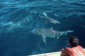 Spinner: Spinner Sharks - Next to boat