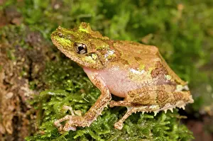 Fringes: Spinomantis aglavei frog showing fringes for camouflage on m