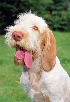 Spinone: Spinone Dog