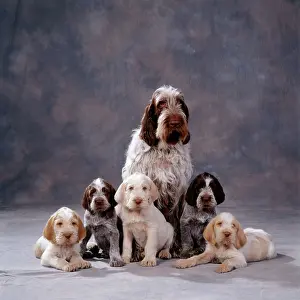 Spinone: Spinone Dog