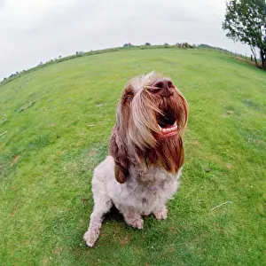 Spinone: Spinone DOG - barking