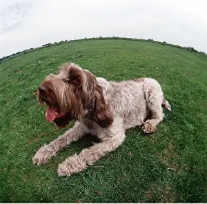 Spinone: Spinone DOG - lying on grass, panting
