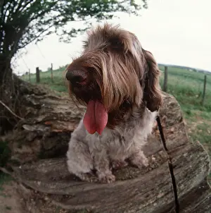 Spinone: Spinone DOG - panting
