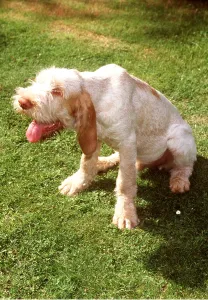 Temperature: SPINONE DOG - panting in garden with hang-dog expression