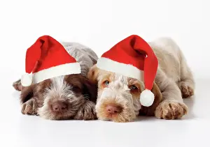 Spinone: Spinone Dog - puppies lying down wearing Christmas hats