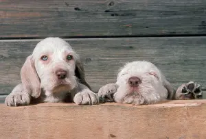 Spinone: Spinone DOG - two puppies peering, one eyes closed