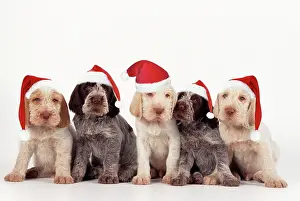 Spinone: Spinone Dog - puppies wearing christmas hats