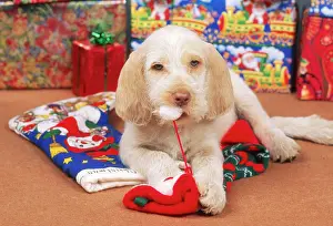 Stocking: SPINONE DOG - puppy at Christmas, chewing christmas stocking