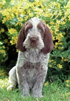 Spinone: SPINONE DOG - puppy in yellow flowers