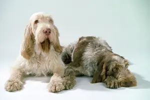 Spinone: SPINONE DOGS LYING DOWN