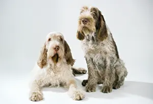 Spinone: SPINONE DOGS - two in studio
