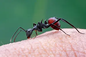 Vespoidea: A spiny ant (Formicidae - Polyrhachis (Myrmhopla)
