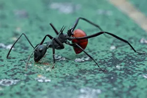 Aculeata: A spiny ant (Formicidae - Polyrhachis (Myrmhopla)