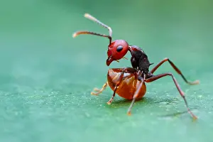 Aculeata: Spiny Ant (Myrmothrinax sp.) with full belly resting