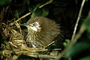 Turdoides: Spiny Babber
