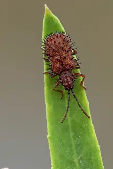 Spines: Spiny beetle (Dicladispa (Hispa) testacea), Gruissan