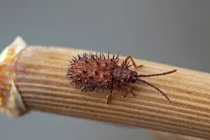 Stems: Spiny beetle (Dicladispa (Hispa) testacea), Gruissan