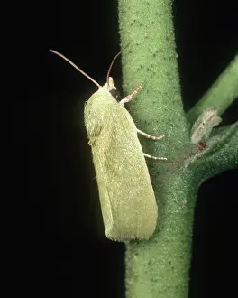 Gossypium: Spiny bollworm on Cotton