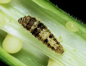Esculentus: Spiny bollworm on okra