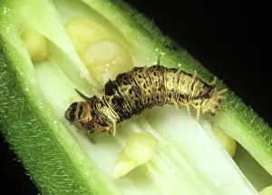 Esculentus: Spiny bollworm on okra