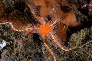 Kubu: Spiny Brittle Star - night dive - Scuba Seraya House