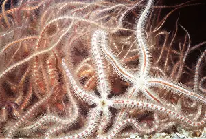 Spiny: SPINY BRITTLE STAR / Starfish